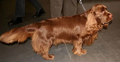 Sussex Spaniel - Medium family-friendly dog breed