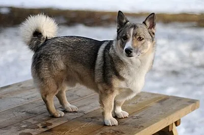 Swedish Vallhund - Small-Medium family-friendly dog breed