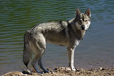 Tamaskan - Large family-friendly dog breed