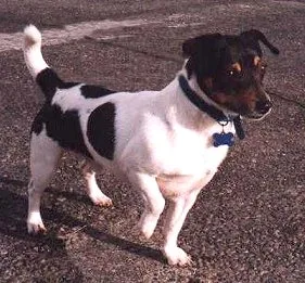 Teddy Roosevelt Terrier - Small apartment-friendly dog breed