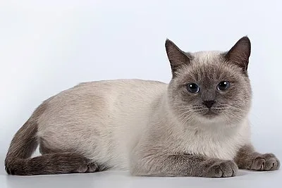 Thai - Medium apartment-friendly cat breed