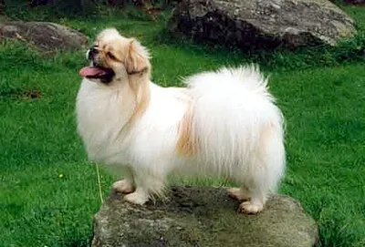 Tibetan Spaniel - Small apartment-friendly dog breed