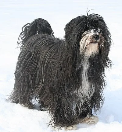 Tibetan Terrier - Medium apartment-friendly dog breed