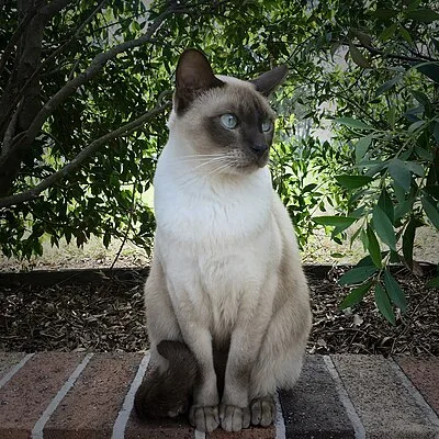 Tonkinese Longhair - Medium apartment-friendly cat breed