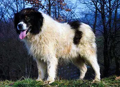 Tornjak - Large family-friendly dog breed