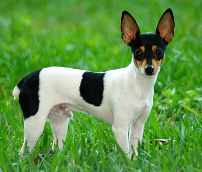 Toy Fox Terrier - Toy apartment-friendly dog breed