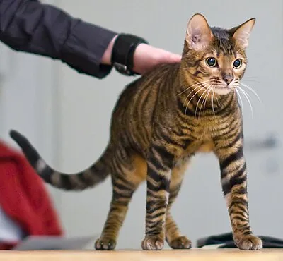 Toyger - Medium apartment-friendly cat breed