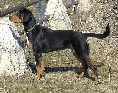 Transylvanian Hound - Medium-Large family-friendly dog breed
