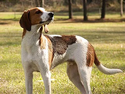 Treeing Walker Coonhound - Large family-friendly dog breed