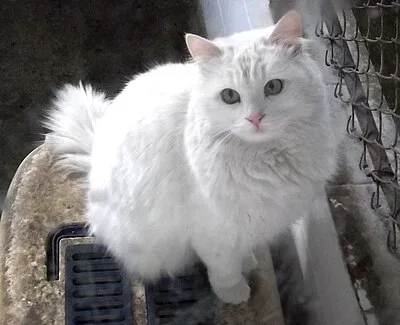 Turkish Angora - Medium apartment-friendly cat breed