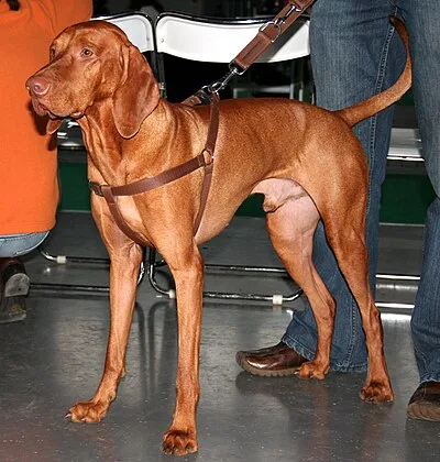 Vizsla - Medium-Large family-friendly dog breed