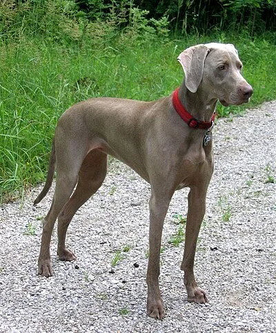Weimaraner - Large family-friendly dog breed