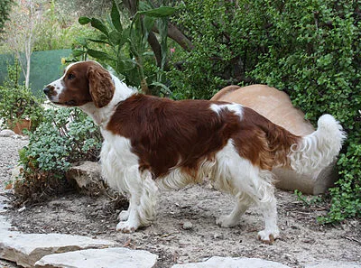 Welsh Springer Spaniel - Medium family-friendly dog breed