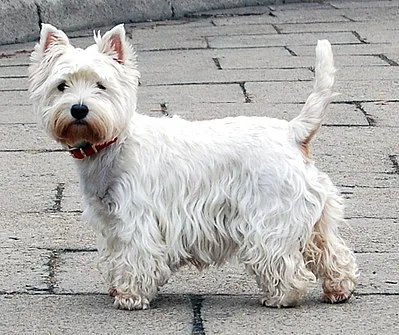 West Highland White Terrier - Small apartment-friendly dog breed