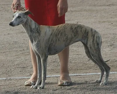 Whippet - Medium beginner-friendly dog breed