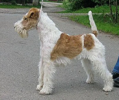 Wire Fox Terrier - Small apartment-friendly dog breed