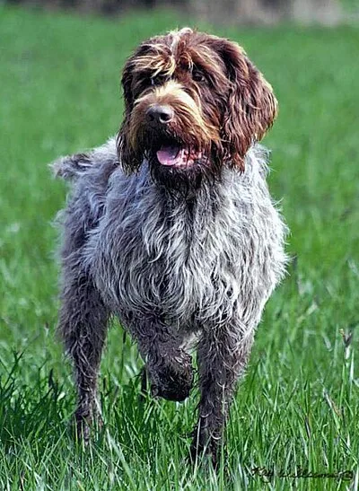 Wirehaired Pointing Griffon - Medium-Large family-friendly dog breed