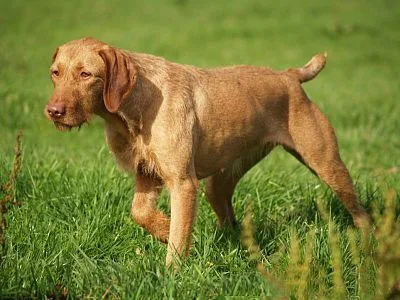 Wirehaired Vizsla - Large family-friendly dog breed