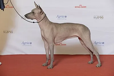 Xoloitzcuintli - Varies apartment-friendly dog breed