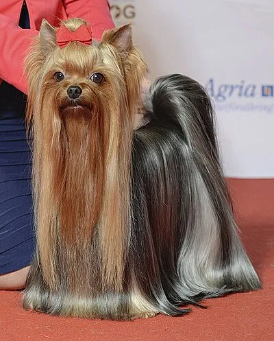 Yorkshire Terrier - Toy apartment-friendly dog breed